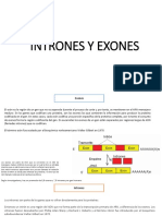 Intrones y Exones