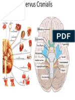anatomi nerve cranialis