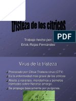 Presentación Tristeza de Los Citricos