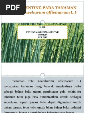Keren Tanaman Tebu Png Bunga Hias