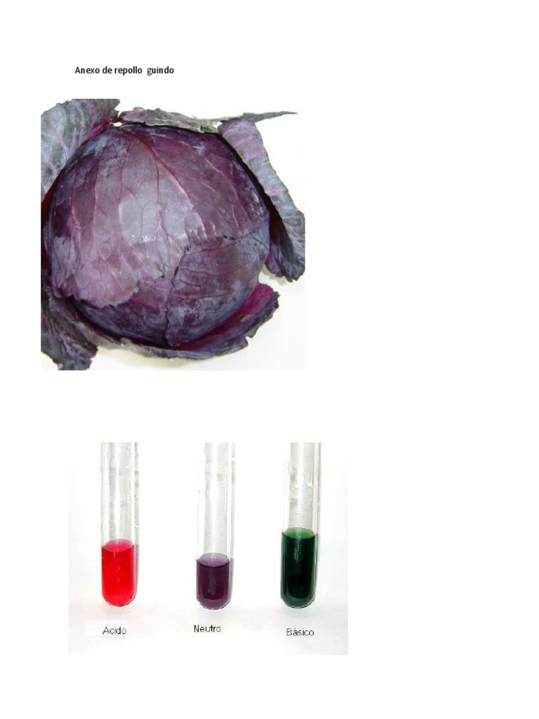 Anexo de Repollo Guindo | PDF | Ph | Ácido