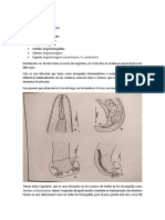 Angiostrongylus Costaricensis y Angiostrongylus Cantonensis PDF