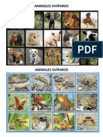 Animales Vivíparos