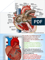 El corazón: estructura, capas y ciclo cardíaco