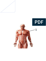 Muscles Moving Exam Name Origin Insertion Action