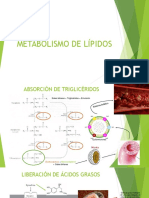 Metabolismo de Lípidos PDF