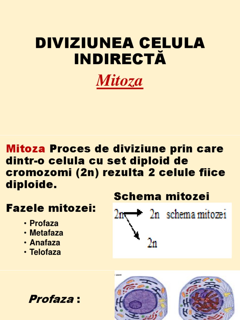 Diviziunea Celulara Mitoza Vs Meioza-Animatie | PDF
