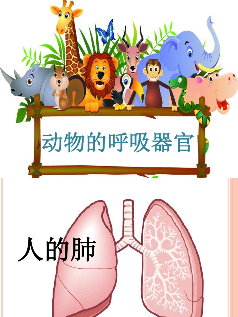 呼吸器官四年级 Pdf