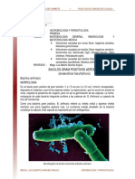 Bacilos Gram Positivos Aerobios Anaerobios Facultativos Lectura