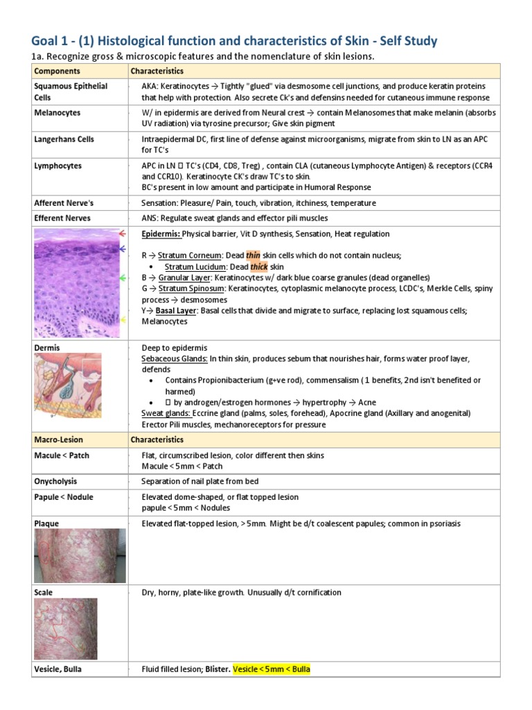 Skin and MSK Everything | PDF | Epidermis | Cutaneous Conditions
