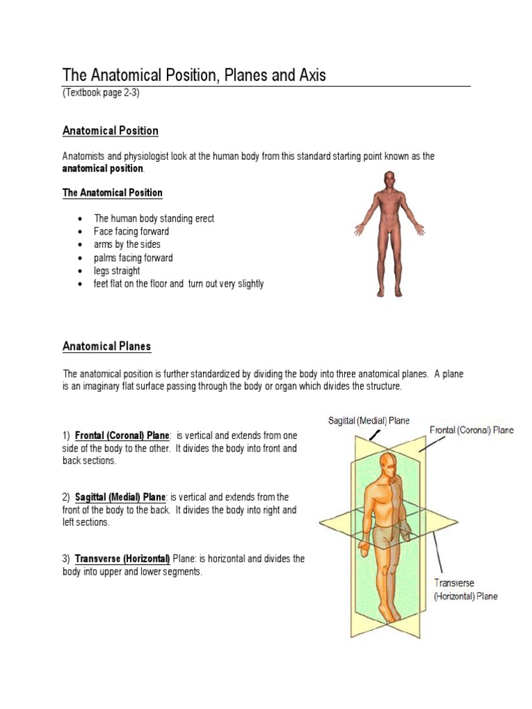 The Anatomical Position PDF Biology Diagrams