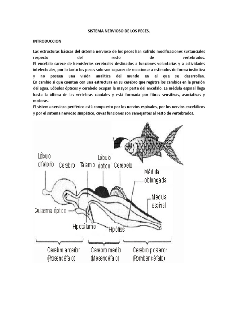 Sistema Nervioso de los Peces Sistema nervioso central