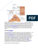 Adrenal Gland