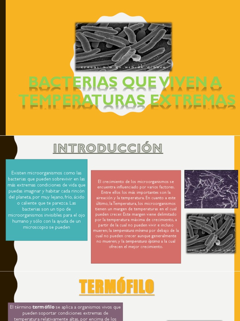 Bacterias Extremófilas: Termófilos y Psicrófilos | PDF | Las bacterias ...