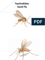 Psycholidae Sand Fly