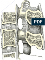 Lumbar Lateral Vieww Drawing