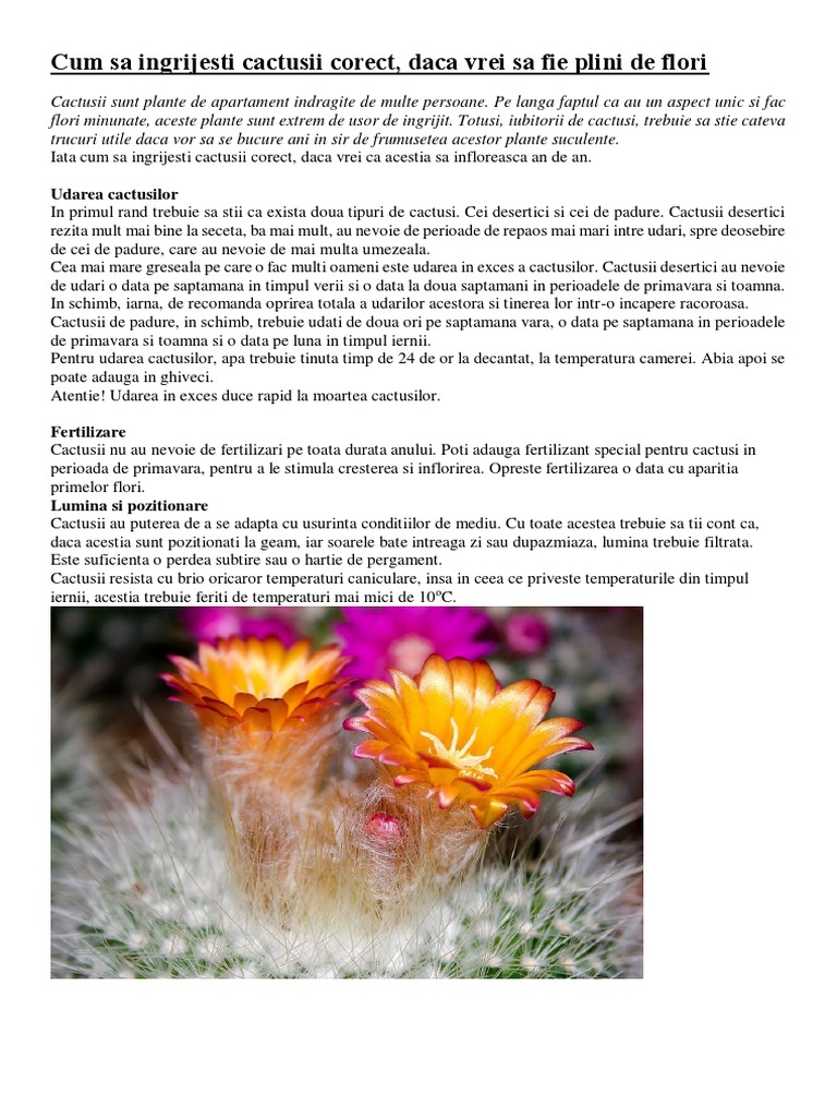Bea dintr-un cactus Poți consuma apa cactusului în caz de urgență (deșert) (supraviețuire)