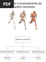 Aparelho Locomotor - 37p