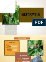 Botrytis