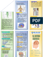 El Sistema Nervioso Triptico