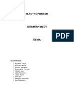 Electroforesis Western Blot Elisa