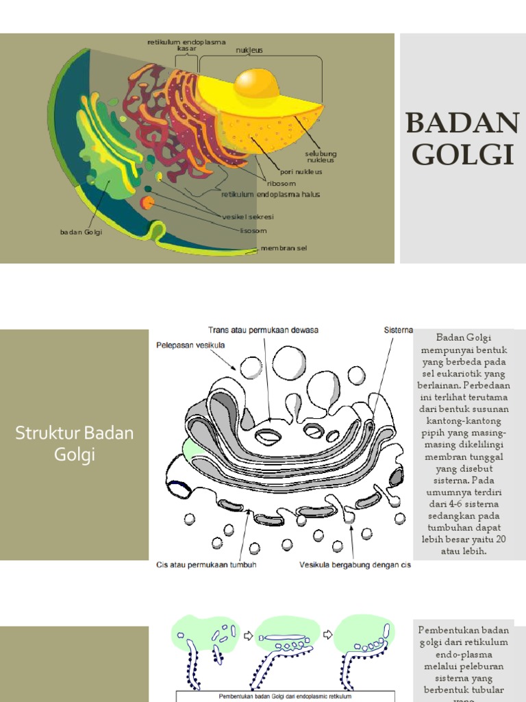Badan  Golgi  Badan  Golgi
