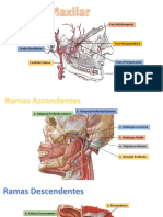 Arteria Maxilar