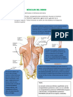Músculos Dorso