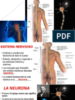 Sistema Nervioso Humano i