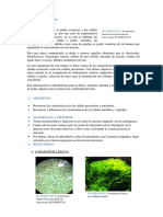 Informe - Celula Eucariota y Procariota