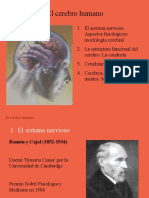 El cerebro.ppt