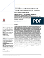 EpisomalInduced Pluripotent Stem Cells Promote Functional Recovery of Transected Murine Peripheral Nerve