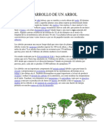 Desarrollo de Un Arbol