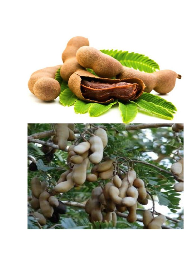 Tamarindo Antologia Clima Arboles
