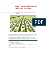 Variedades y Características Del Cultivo de Lechuga