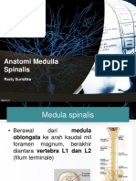 Medulla Spinalis