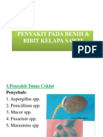 Penyakit Pada Benih & Bibit Kelapa Sawit