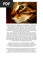 Gatos e conexao magica