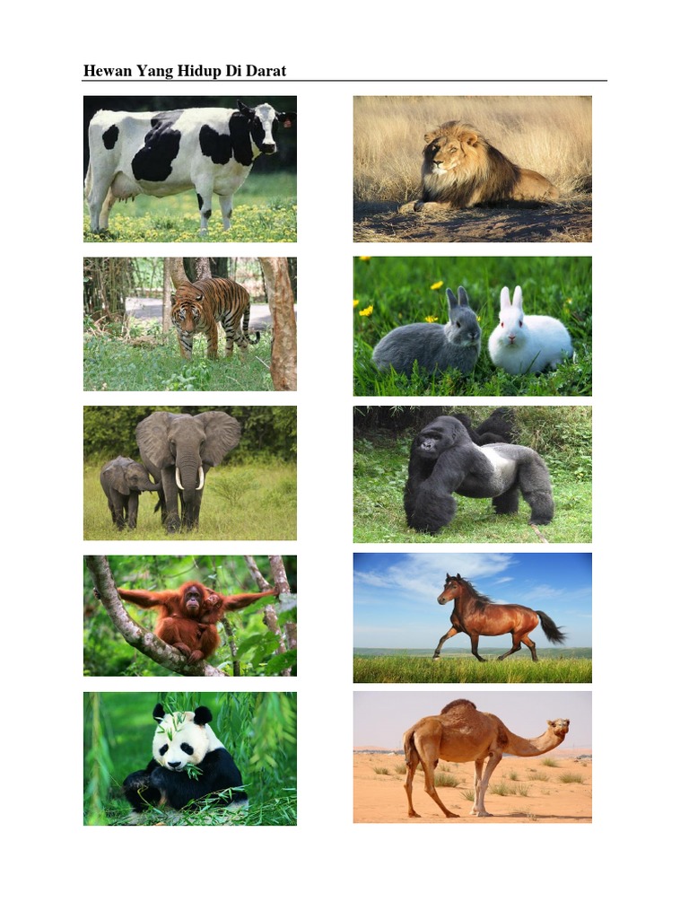 8700 Gambar Hewan Air Dan Darat Gratis