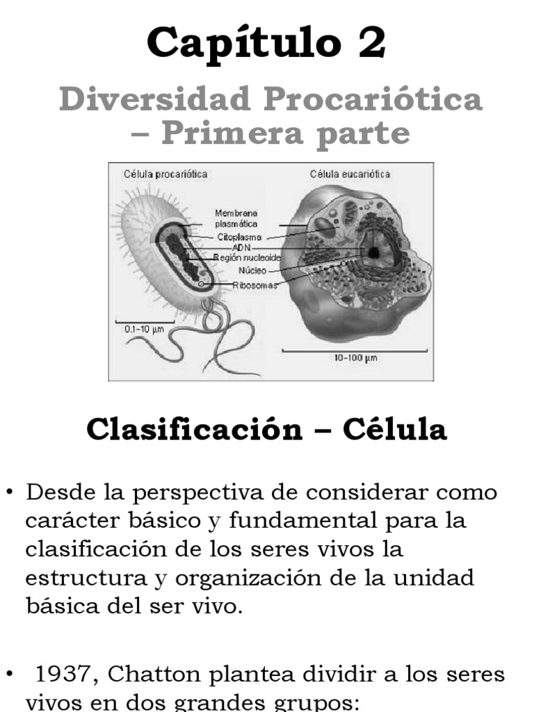 Clasificación y Estructura de Procariotas | PDF | Archaea | Las bacterias
