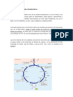 Ciclo de Krebs Corto