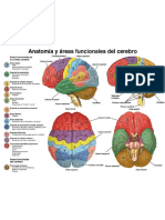 Luria - Anatomia y Áreas Funcionales Del Cerebro