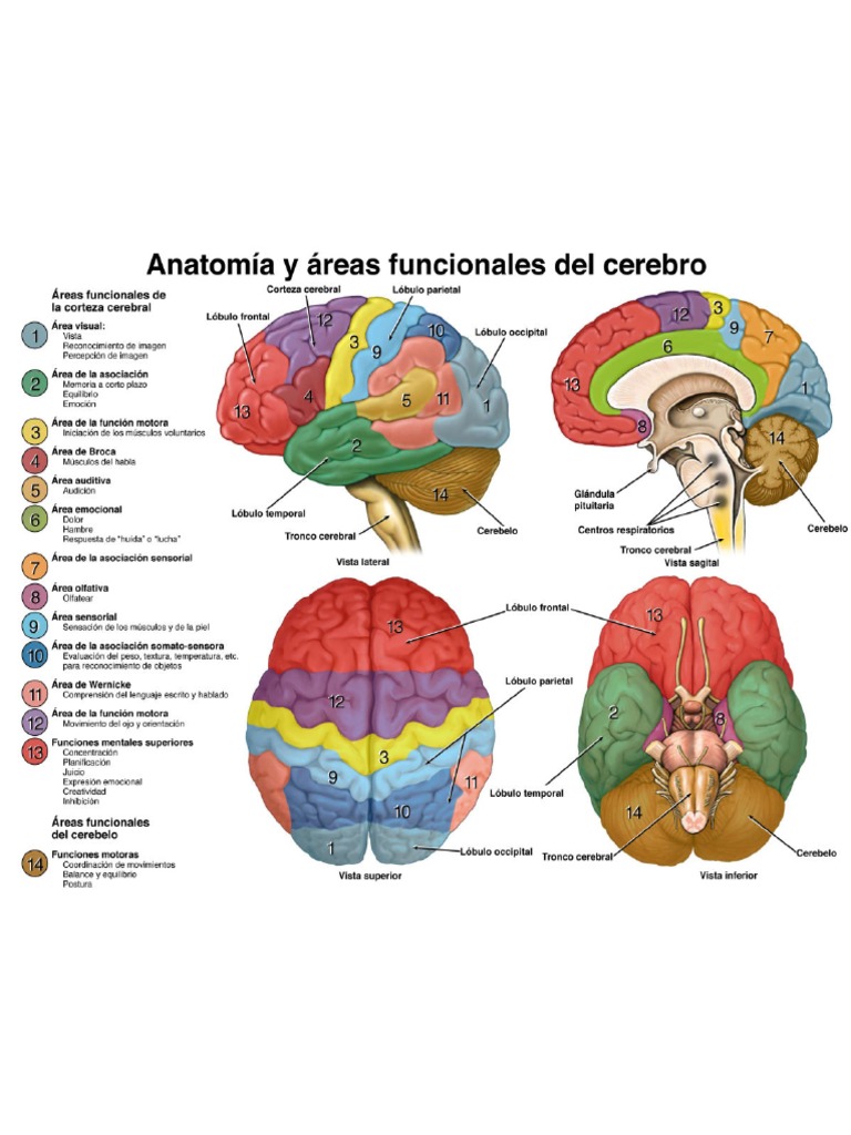 Luria Anatomia y Áreas Funcionales Del Cerebro