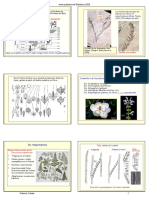 18_19_Angiospermas_diapos.pdf