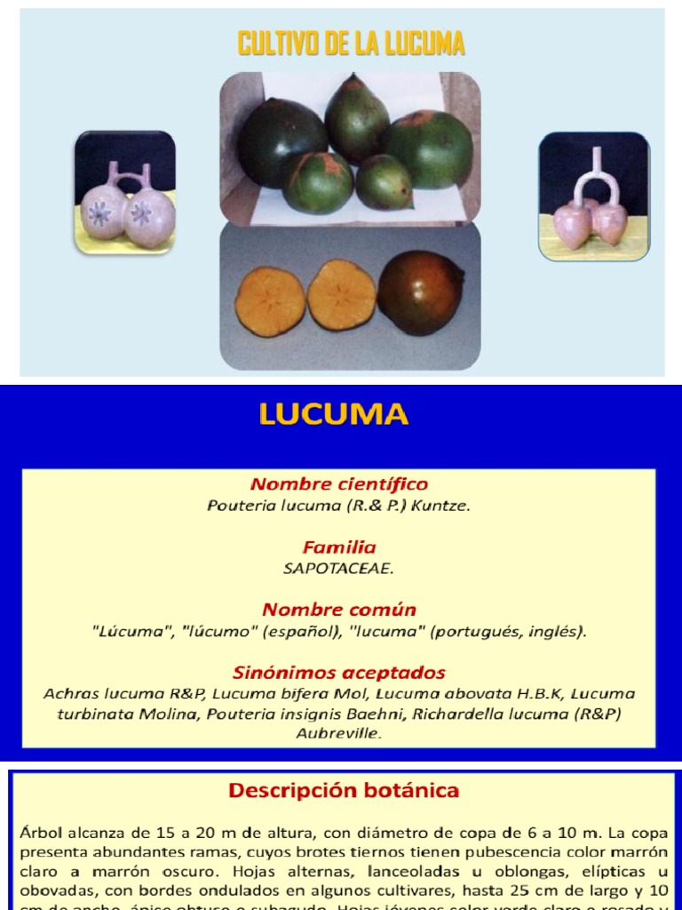 Lucuma 3