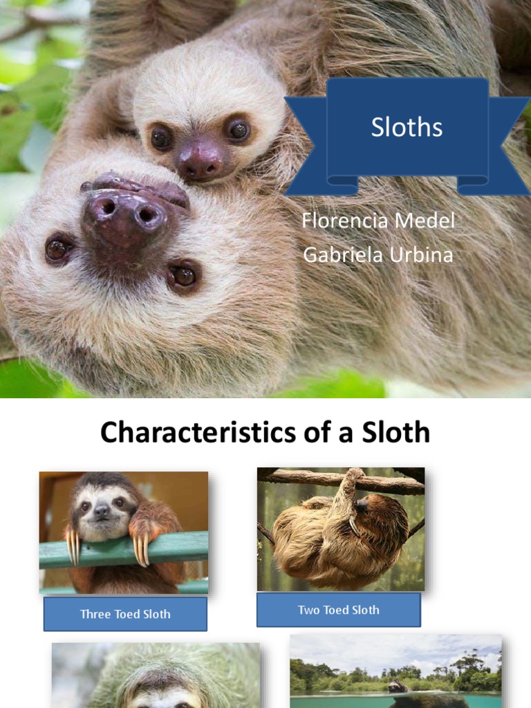 Sloths | PDF