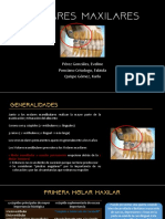 Molares Maxilares (1)