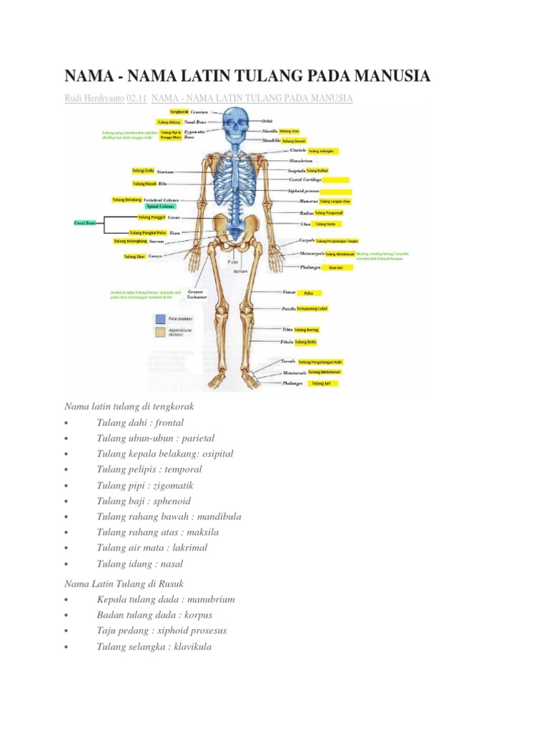 Nama Tulang Pdf