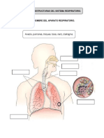 Funcion y Estructuras Del Sistema Respiratorio