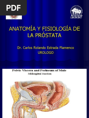 Anatomia Prostata PDF